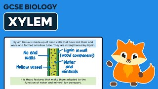 Xylem  GCSE Biology [upl. by Dyson]