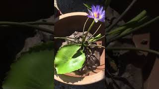 How to plant blue water lily [upl. by Esinel]