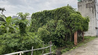 Revive a house covered with green trees  We mowed the lawn and clean up the 100 year old house [upl. by Dempster]