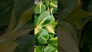 Philodendron scandens Brasil [upl. by Rramel]