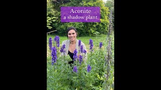 Aconite  A Shadow Plant [upl. by Signe]