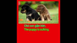 Chó con giận hờn The puppy is sulking Real Video shorts music love cute dance cutedog art [upl. by Kaczer]