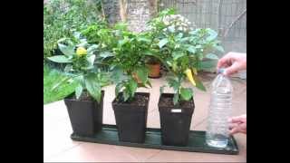 DIY self watering system for pot plants part1 Hydroponics basic [upl. by Notnroht575]