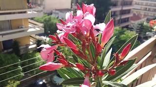 My Nerium oleander from buds to seeds [upl. by Leodora]