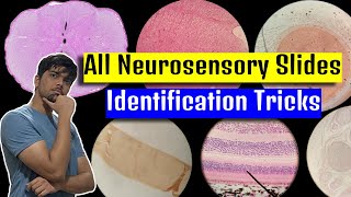 All Neurosensory System Slides  Nerve Cerebrum Cerebellum Cochlea Cornea amp Retina Histology [upl. by Dianemarie556]