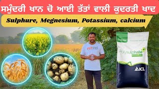 ਇਕੋ ਖਾਦ 4 ਤੱਤ Wheat Mustard and potato farming Icl polysulphate usage information [upl. by Dinah]