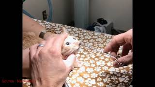 Giant bot fly removed from kittys nose How did it get there [upl. by Adnawuj]