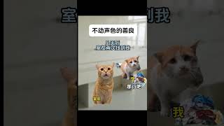 洗不完的衣服，温暖的善意 1026 cat 喵不可言 猫meme 猫meme小剧场 真实改编 shorts 善良 温暖 [upl. by Amato299]