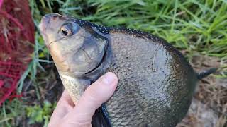 Lahna Katiskassa 😳 Checking Fishtrap 🐟 The common bream Abramis brama 🐟 Kalastus Fishing Fish [upl. by Hannah]