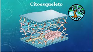 Todo sobre el Citoesqueleto en 3min [upl. by Nevad]