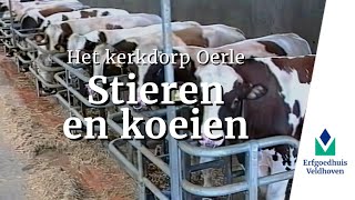 Oerle 16  Stieren en koeien [upl. by Etat744]