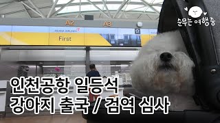 강아지랑 출국하기 인천공항 동물 검역 심사 및 아시아나 퍼스트클래스 체크인라운지 [upl. by Tahmosh769]