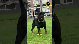 Rottweiler vs Cane Corso Hangisi daha güçlü [upl. by Kiernan]