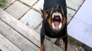 My barking Doberman [upl. by Ellah]