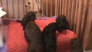 Barbet Puppies [upl. by Rebe]