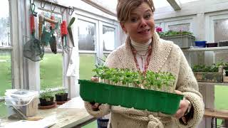 Inis Moestuin 39 Gelukkig Nieuw Moestuinjaar amp kale wortel fruitbomen en fruitstruiken planten [upl. by Dlaregztif281]