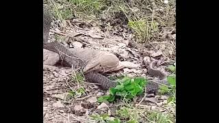 A Monitor Lizard Vs A COBRA DEADLY FIGHT comododragoncobrafightdeadlyfight [upl. by Syned]