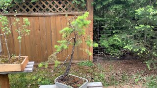 Douglas Fir Bonsai  Strange Material First Design [upl. by Suidaht]