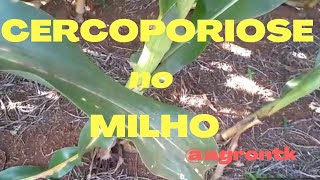 26 MANEJO DE DOENÇAS DO MILHO  CERCOSPORIOSE Cercospora zeae maydis [upl. by Auka749]