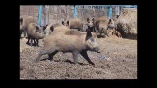 Russian Wild Boars  April 2016  Ontario Canada [upl. by Nilkcaj733]