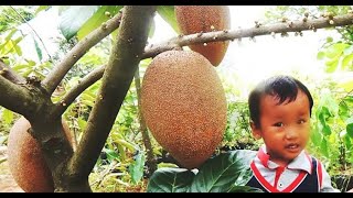 MAMEY SAPOTE MAGANA BERBUAH PENDEK  BIBIT SAWO RAKSASA [upl. by Derr]