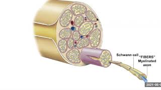 Lecture 235 Saltatory conduction [upl. by Merrielle]