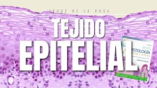 Tejido Epitelial  Resumen Histología Ross y Laminillas 🔍 [upl. by Lewan875]