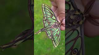 AMAZING MOTH Spanish Moon Moth  Graellsia isabellae [upl. by Raynata663]