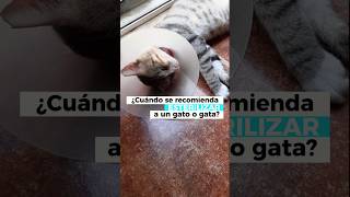 ¿Cuándo ESTERILIZAR a mi GATOA shorts gatos gatitos gato esterilización [upl. by Adnoma925]