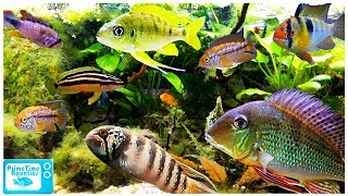 15 Great Cichlids for Planted Aquariums [upl. by Levitt]