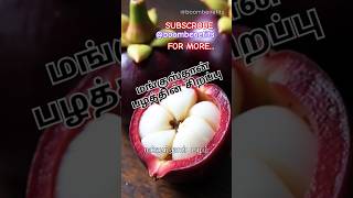 மங்குஸ்தான் பழத்தின் சிறப்புகள்  Mangosteen tamil tamilshorts tamilnadu tamilstatus viralvideo [upl. by Anigal]