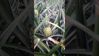 Cultivo de piña en Tauramena Casanare [upl. by Ellerrad729]