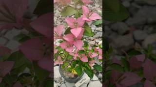 Heavy Blooming Bougainville Plant Id gardening minivlog bougainvilleaflowers flowerhousesupport [upl. by Dumanian]