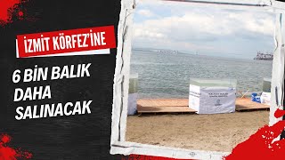 İZMİT KÖRFEZİ’NE 6 BİN BALIK DAHA SALINACAK [upl. by Elraet842]