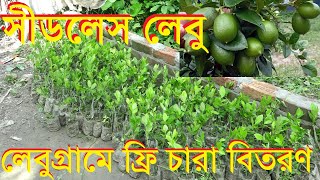 ফ্রিতে সীডলেস লেবুর চারা বিতরণ lebugram বিচিহীন লেবু চাষ seedless lemon farming in bangladesh [upl. by Tarryn466]