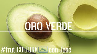 Cómo PODAR y multiplicar AGUACATES con éxito por Acodo Aéreo 🥑🌳 LdN frutiCULTURA [upl. by Tnecillim135]