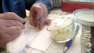 Hand Feeding Lineolated Parakeets Part 1  One Week Old [upl. by Akeemat]