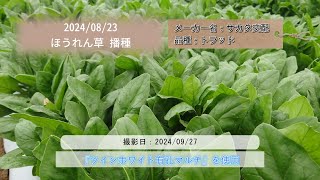 【品種】 【撮影日時】 【播種日】 業務用 加工用 給食用 [upl. by Eelsew667]