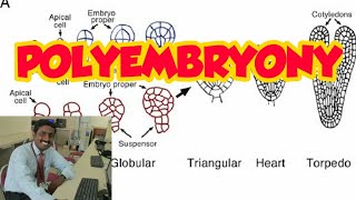 POLYEMBRYONY  TAMIL EXPLANATION  பல்கரு நிலை [upl. by Annabelle]