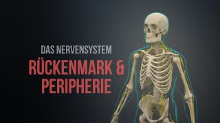 Nervensystem Teil 1  Rückenmark und Peripherie Animation [upl. by Neiv30]