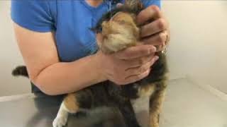 Cat Health Upper Respiratory Infections [upl. by Ettevets986]