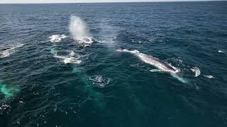 Spectacular Sighting 6 Finback Whales in Perfect Formation Guided by Playful Dolphins [upl. by Idihsar]