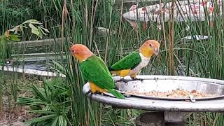 Whitebellied Caique  Bird Paradise Singapore [upl. by Louis]