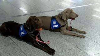 Schmuggel am Frankfurter Flughafen [upl. by Atinnod770]