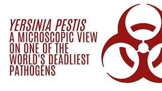 Yersinia pestis A microscopic view on one of the worlds deadliest pathogens [upl. by Pet]