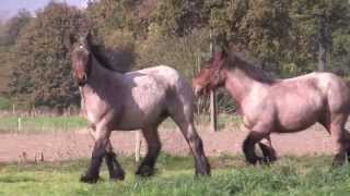 Belgian Draft Horses for sale [upl. by Ayekim]