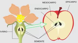 Taxonomía del reino plantas  1ESO [upl. by Ploss412]