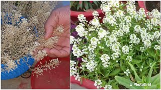 How to Collect and Store Sweet Alyssum Seeds  Fun Gardening [upl. by Puglia]