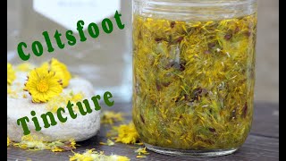 How to Make Coltsfoot Tincture  An Herbal Tincture Using Coltsfoot Flowers [upl. by Queston691]