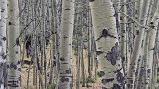 Bull moose at Elk Camp 2024 [upl. by Nob]